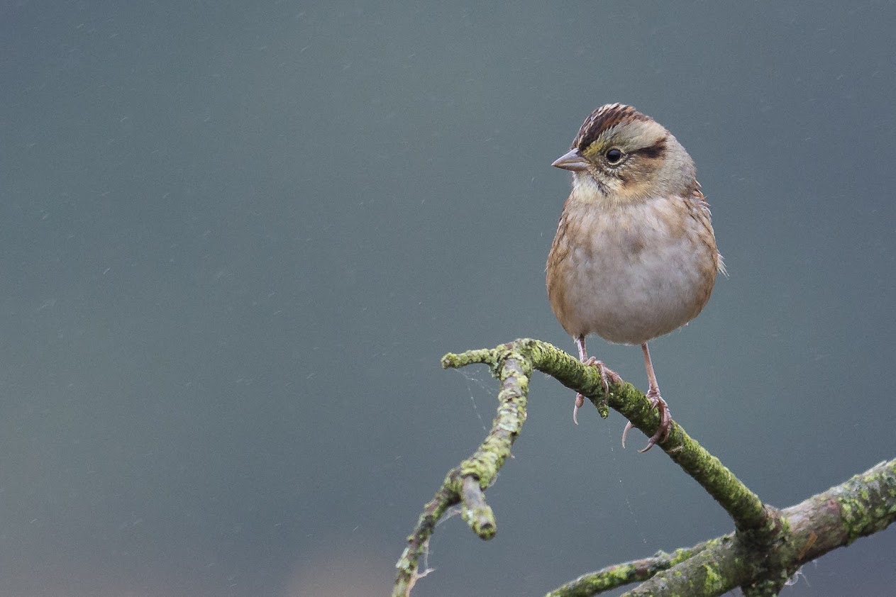 CMERC sparrow.jpg